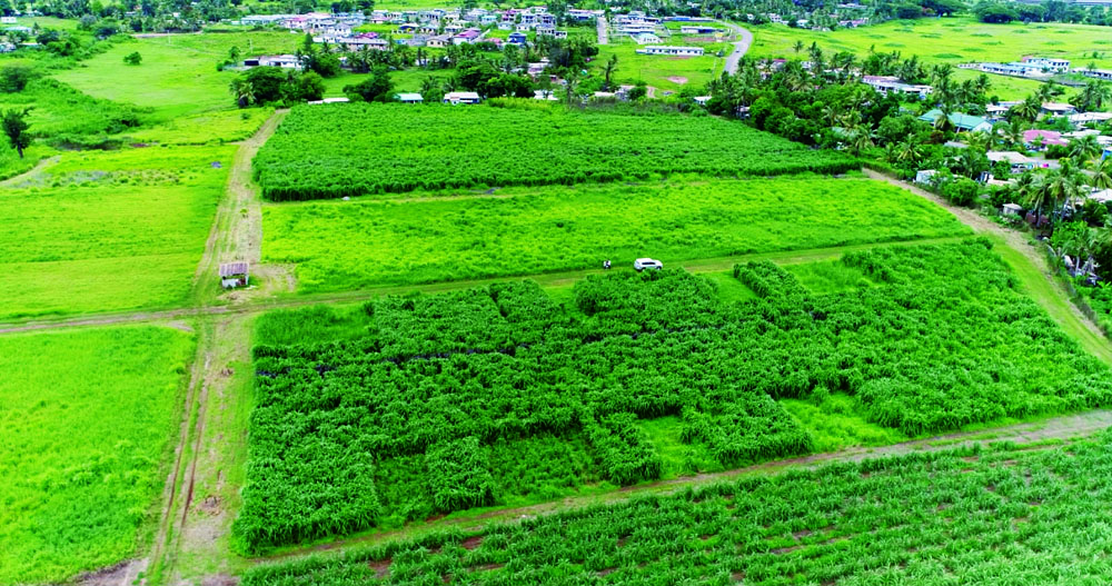 菌草种植区示范园